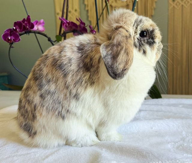 Black Orange Tri Holland Lop Doe