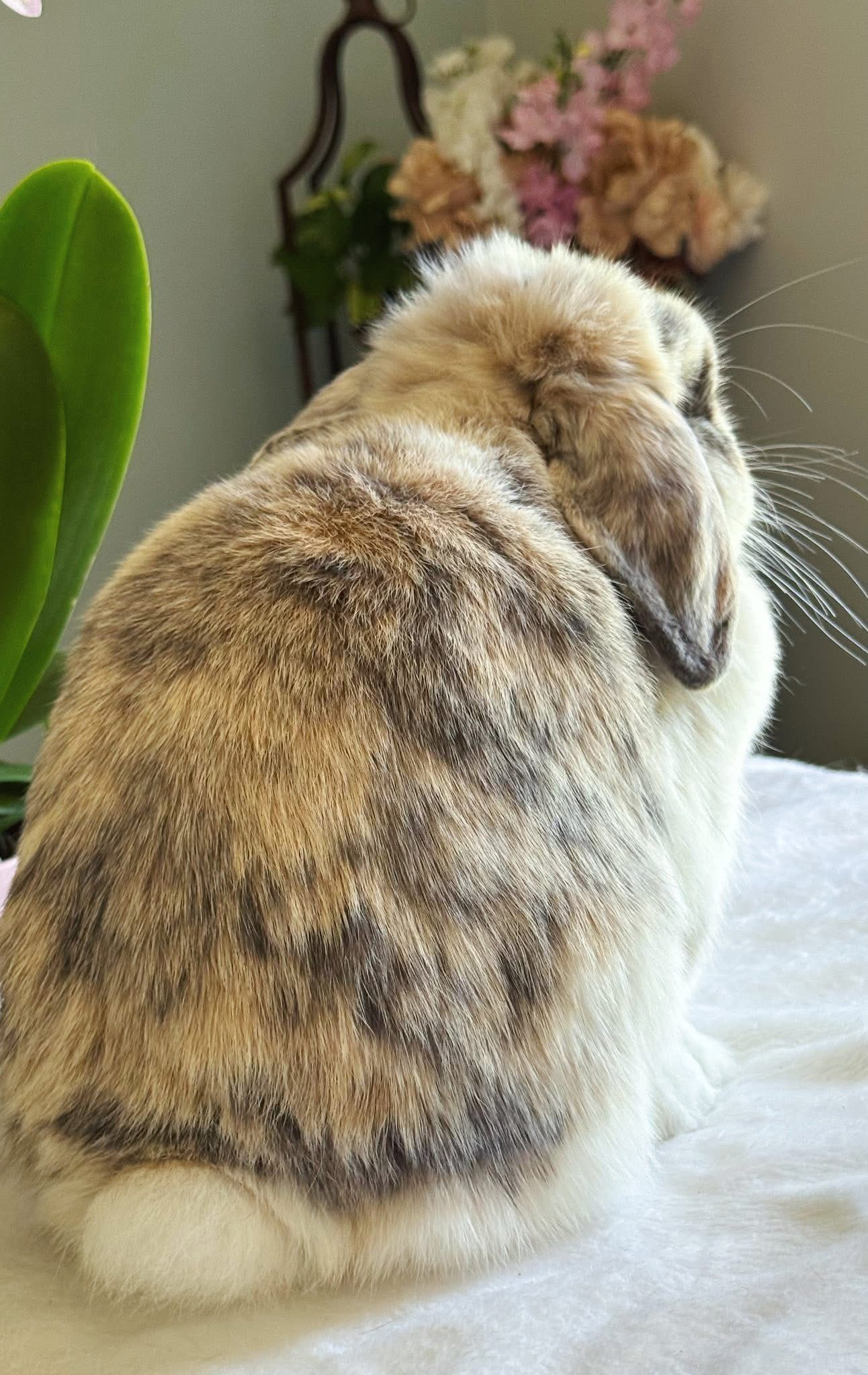 Black Orange Tri Holland Lop Doe