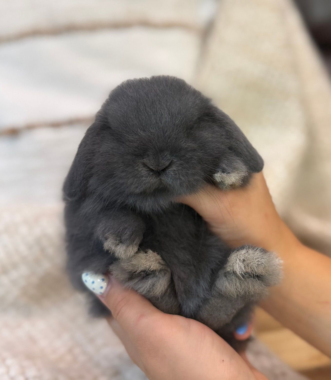 Broken Sable Point Holland Lop