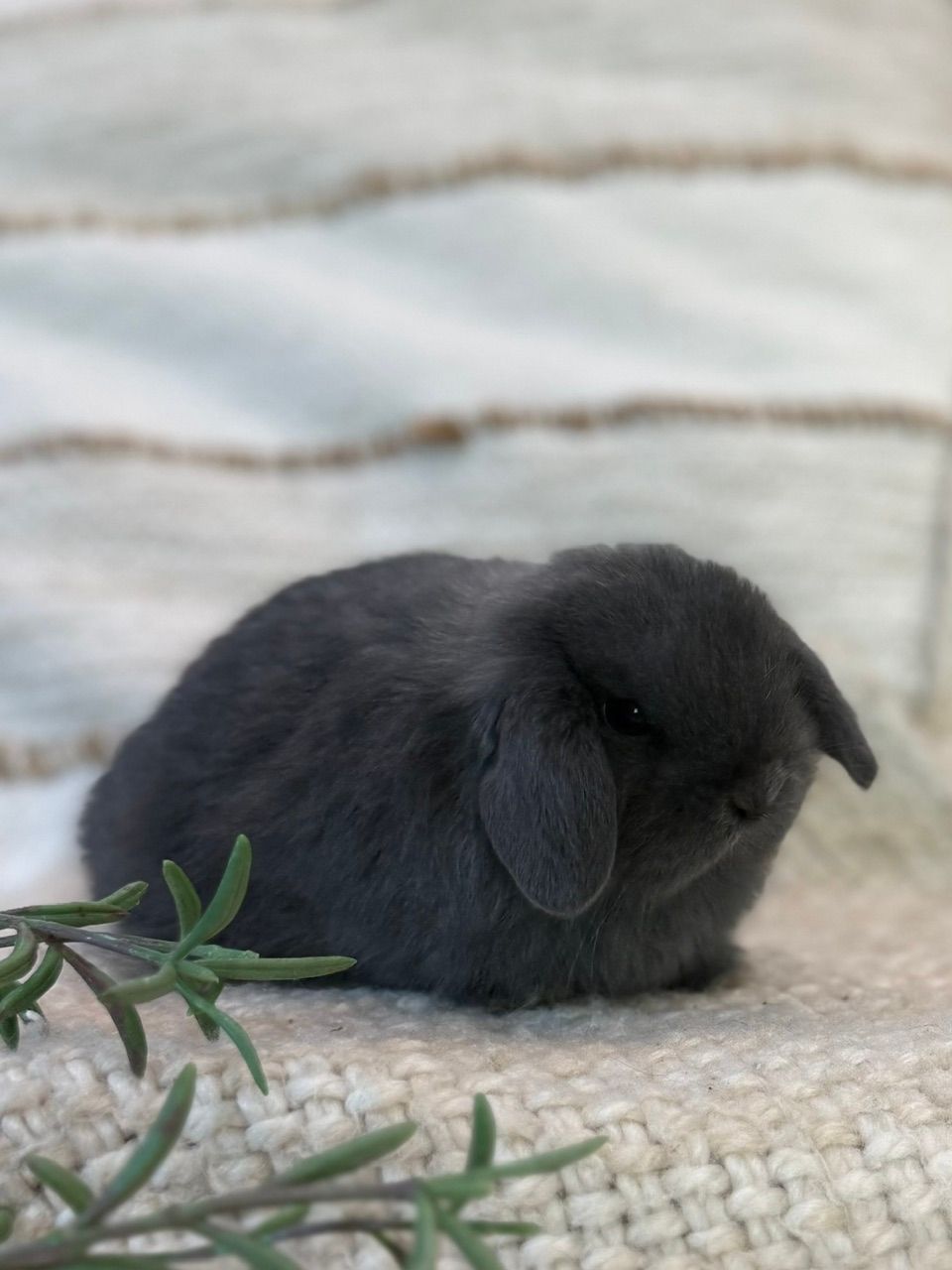 Broken Sable Point Holland Lop