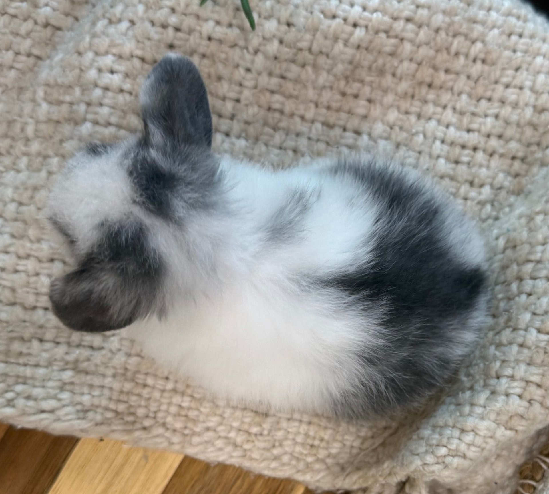 Chocolate Chinchilla Baby Rabbit for Reservation