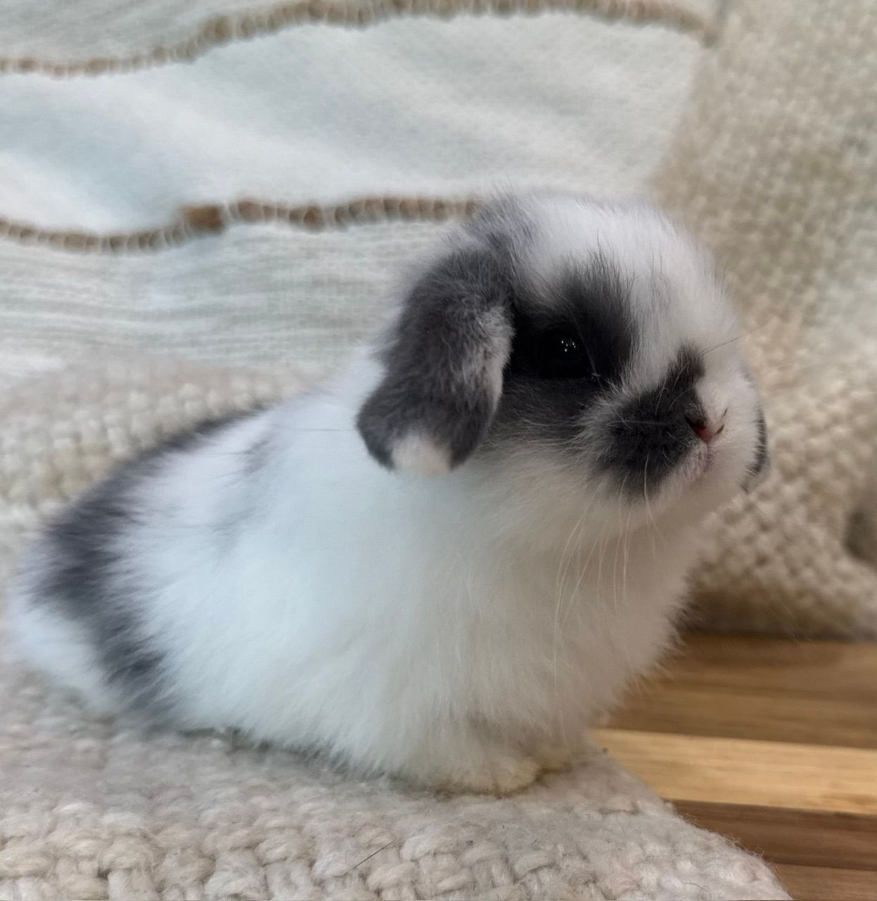 Vienna Harlequin baby bunny