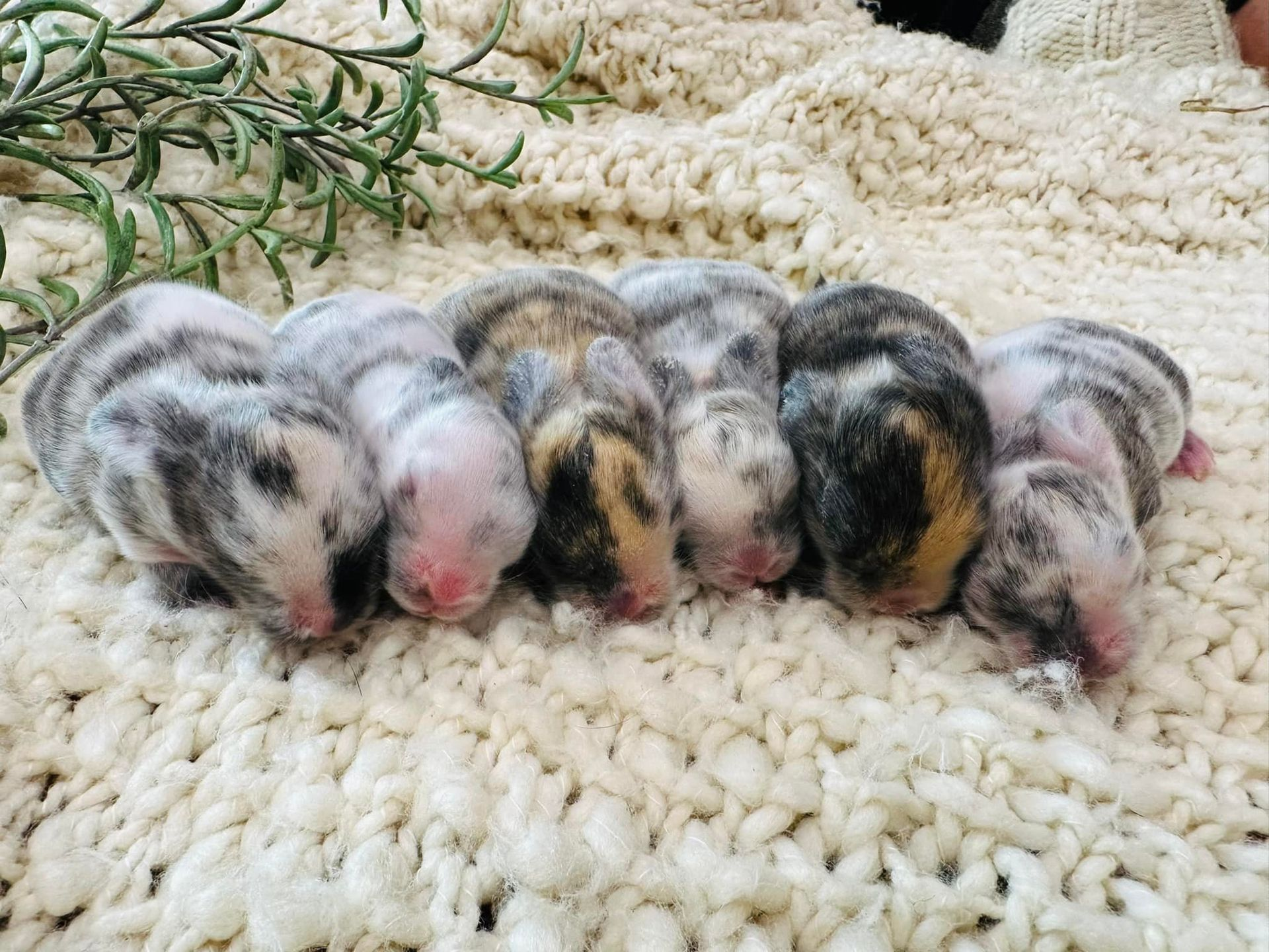 Holland Lop Magpie Nestbox Babies