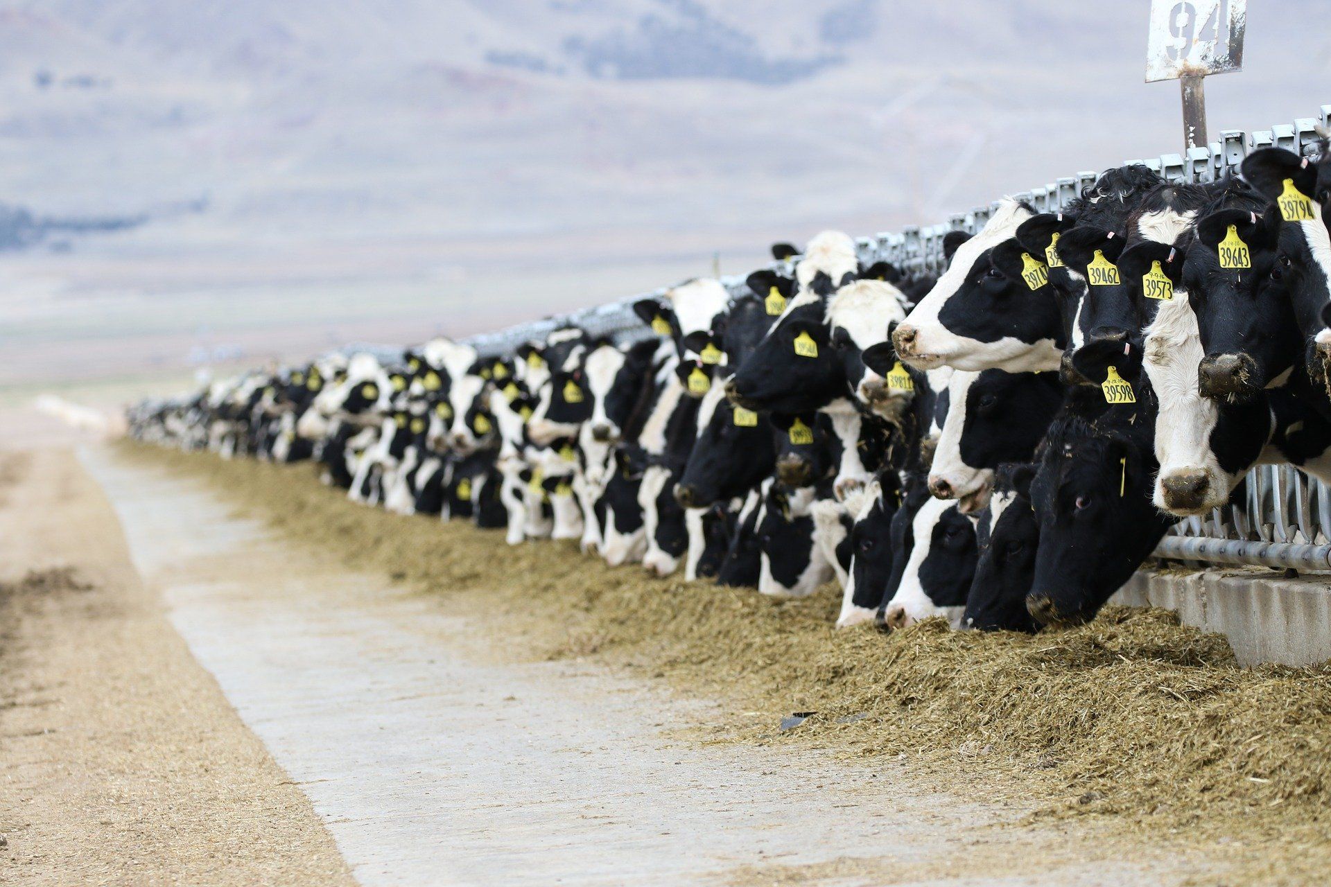 Maximize Your Herd’s Milk Production