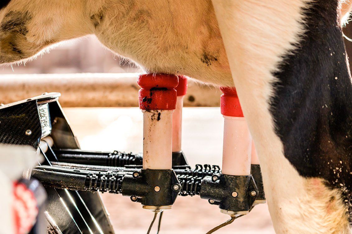 Mastitis Maintenance in your Herd