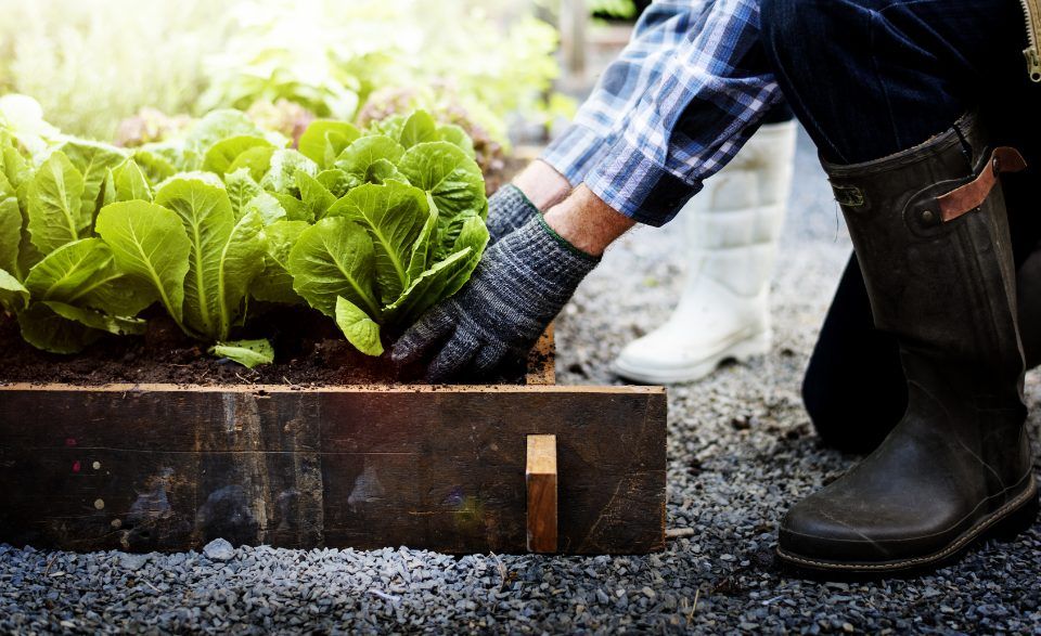 Giardiniere che pianta cespo di lattuga