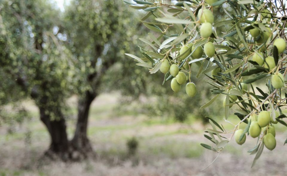 Dettaglio olive