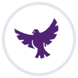 Taube als Symbol für Frieden und Abschied – ergänzend zu den Leistungen als Bestatter in Darmstadt