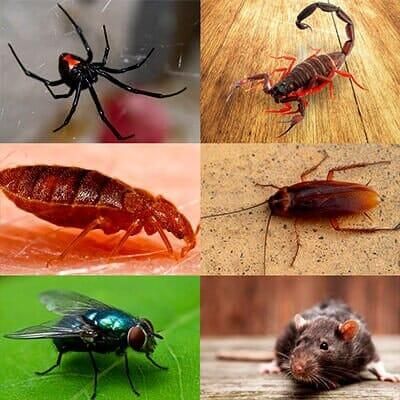 ASESORÍA EN MANEJO INTEGRADO DE PLAGAS FUMIPLAG - FUMIGACIÓN DE TODA CLASE DE ANIMALES