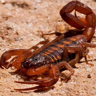 ASESORÍA EN MANEJO INTEGRADO DE PLAGAS FUMIPLAG - FUMIGACIÓN DE ALACRANES