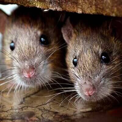 ASESORÍA EN MANEJO INTEGRADO DE PLAGAS FUMIPLAG - FUMIGACIÓN DE RATONES