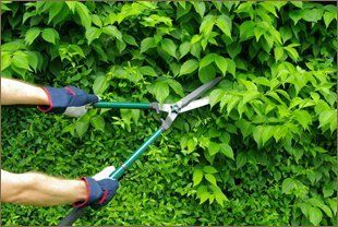 Hedge Trimming