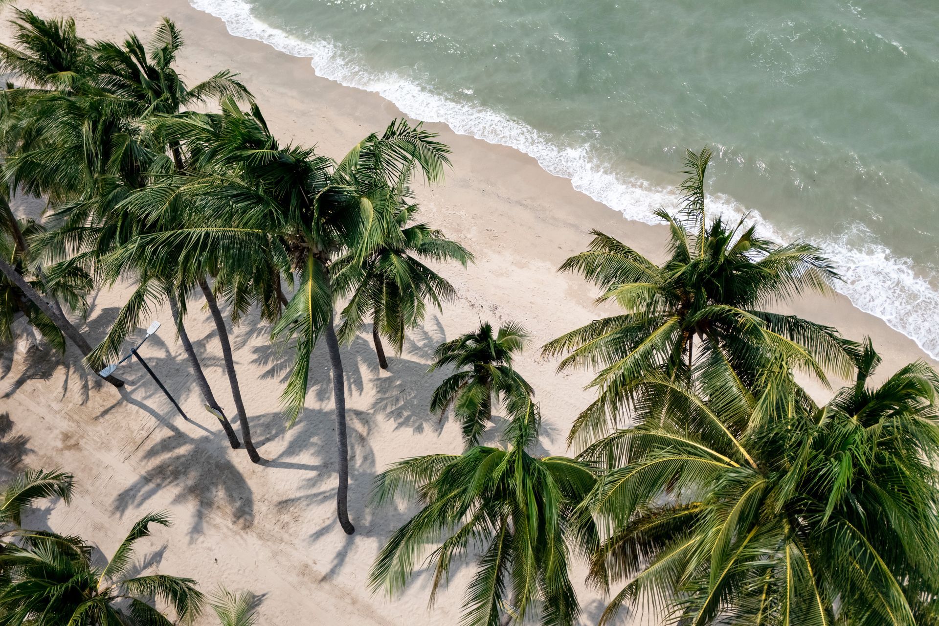 沙滩上棕榈树摇曳，海浪轻拍着海岸。