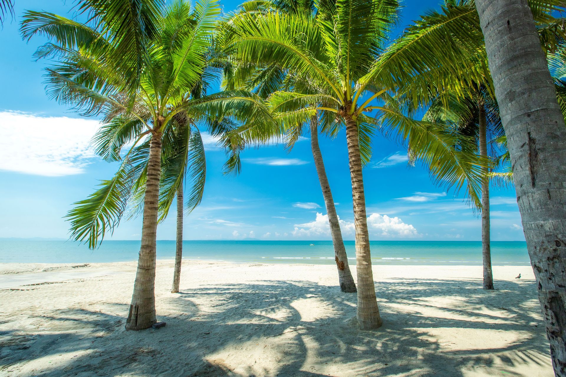 碧空如洗，沙滩上棕榈树摇曳，俯瞰着浩瀚的大海。