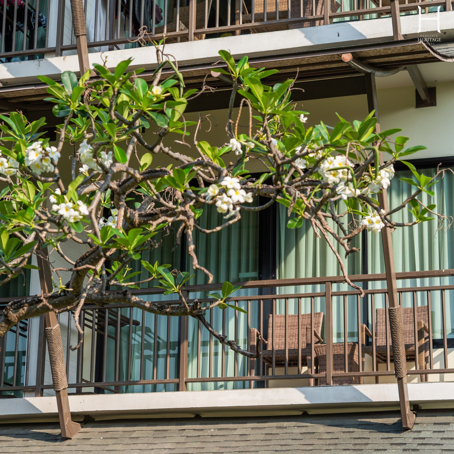 阳台上摆放着棕色椅子、金属栏杆和一棵开着白花的树。