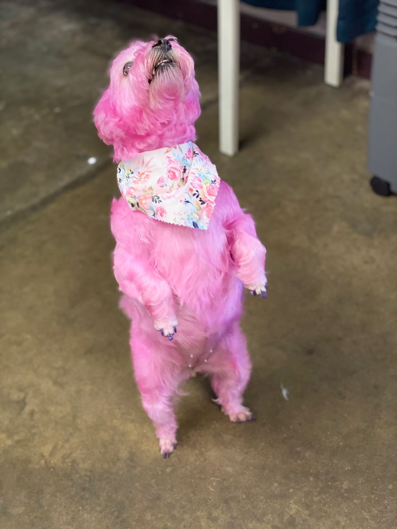 image gallery of various dogs and animal hair cuts