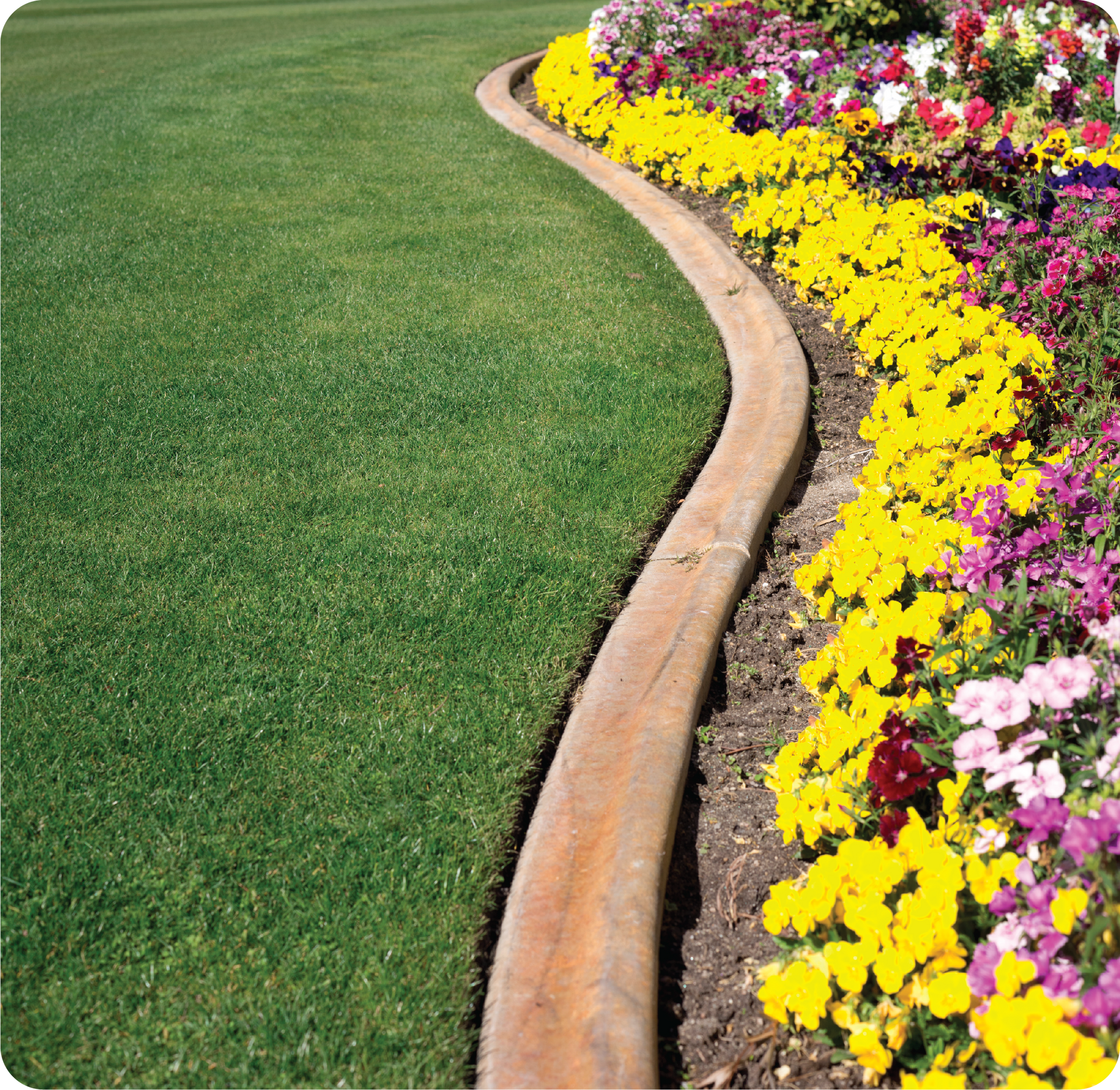 A garden with yellow and pink flowers and a wooden border