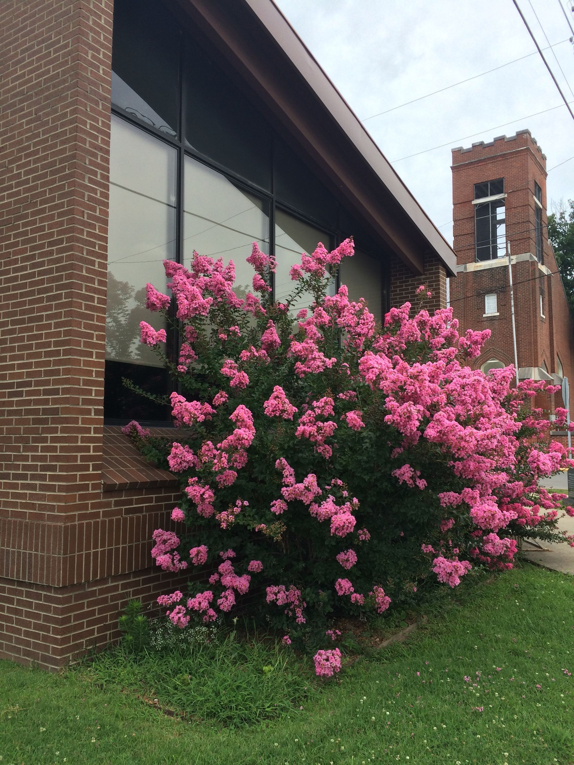 Man kneels next to a boxer dog, both smiling. The dog wears a collar with a heart tag. Red decor in background.