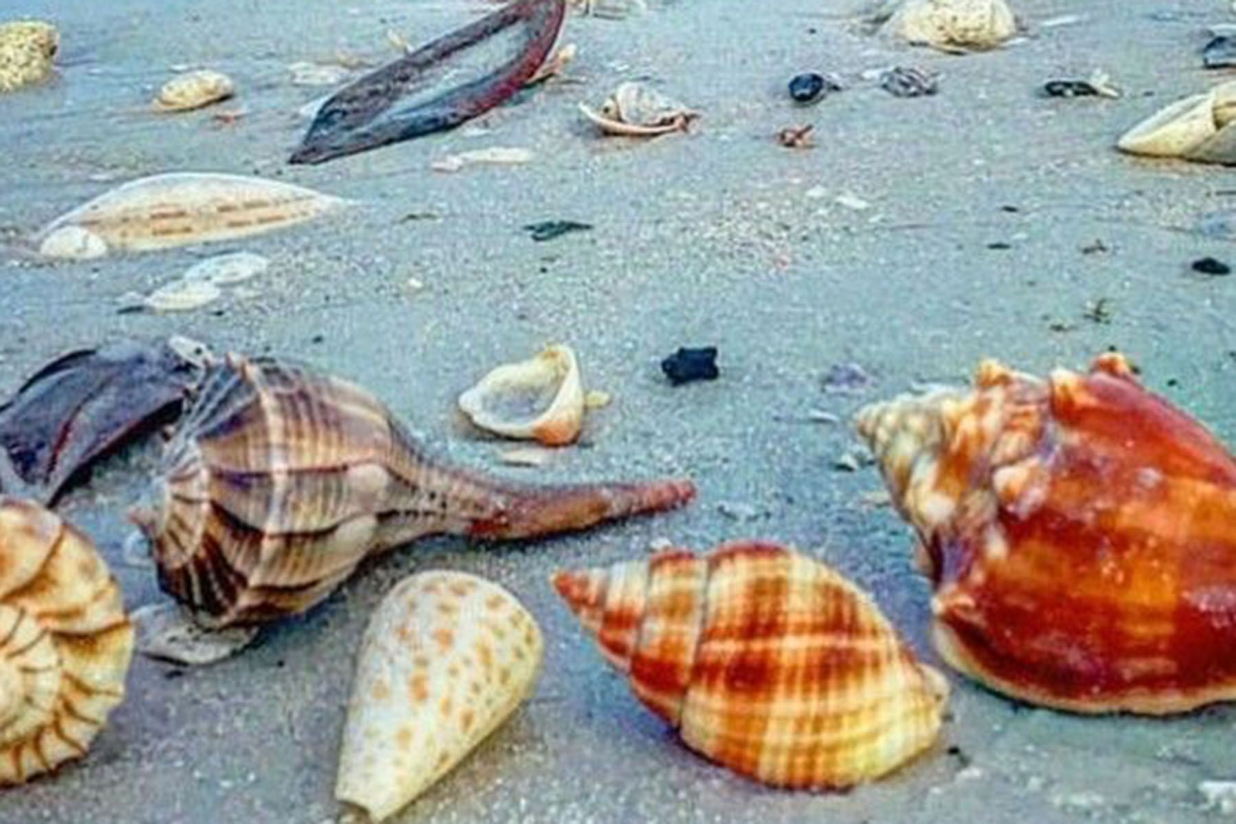 Various seashells on Ft Myers Beach, including spiral, conch, and spotted shells.