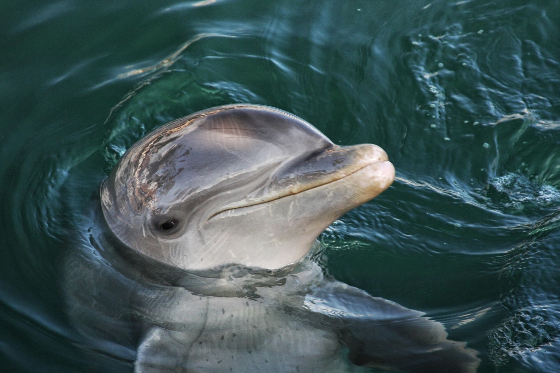 Dolphin swimming in the Gulf of Mexico near Fort Myers Beach