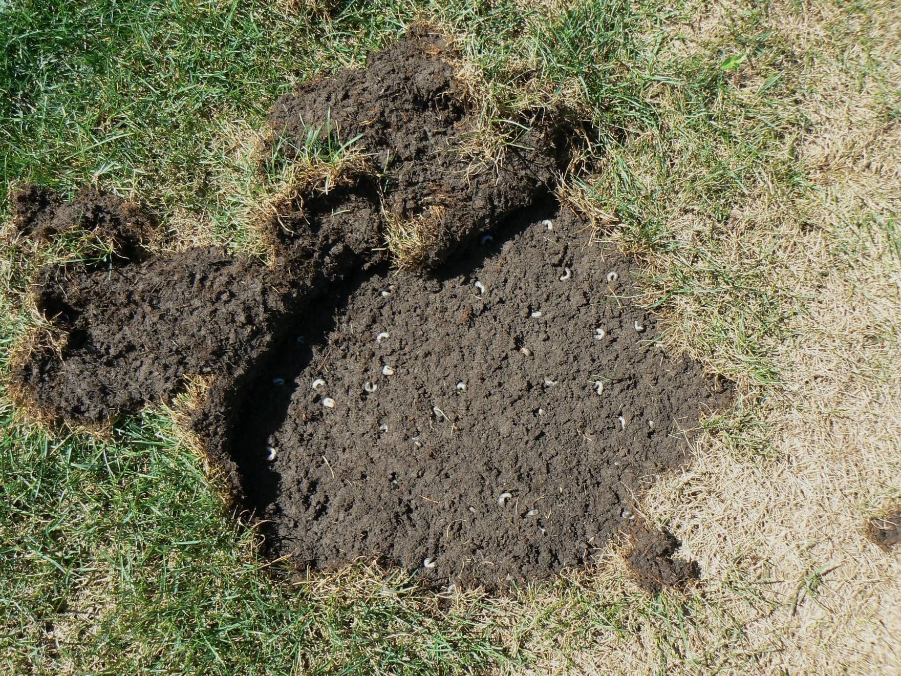 Freshly dug soil mound with grass around it on a lawn