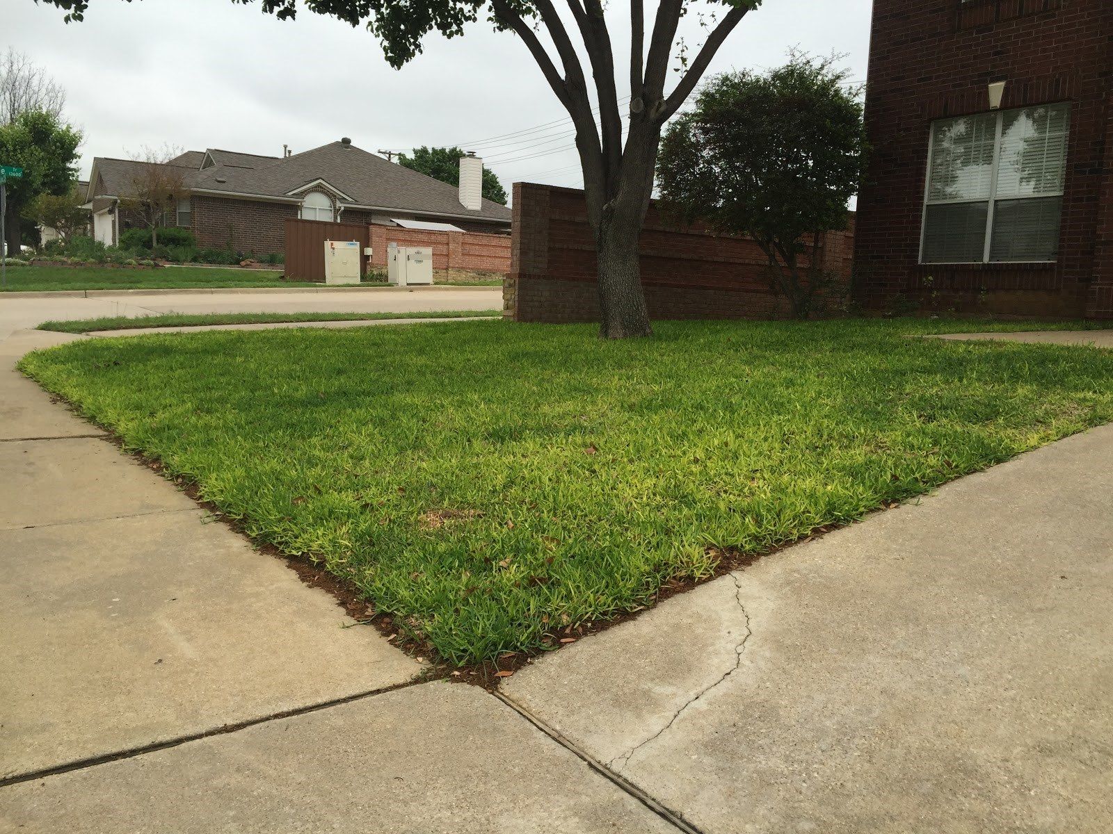 Corner of a suburban yard with green grass, concrete sidewalks, a tree, and a brick house corner.