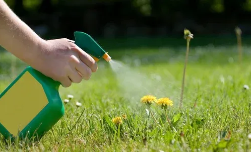 Person in work gloves holding a yellow tray of blue pellets outdoors