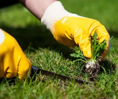 Gloved hand pulling a weed from green grass with a garden tool nearby