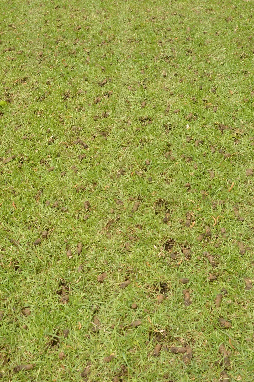 Patchy green grass with scattered brown spots, viewed from above