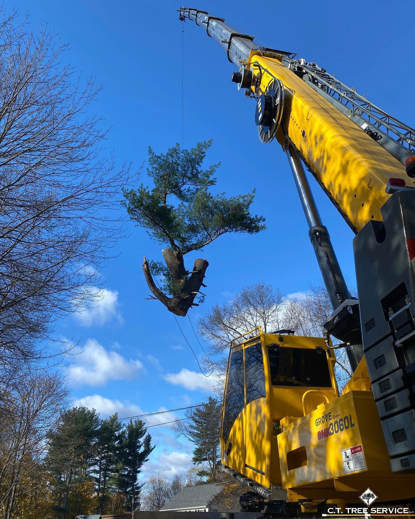 Yellow crane lifting a pine tree against a blue sky, near buildings and trees.
