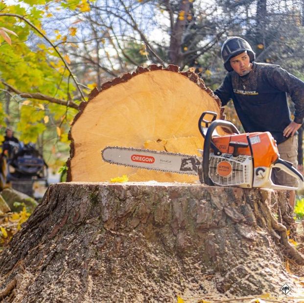 Worker operating a chainsaw beside a large tree stump in a leafy outdoor area