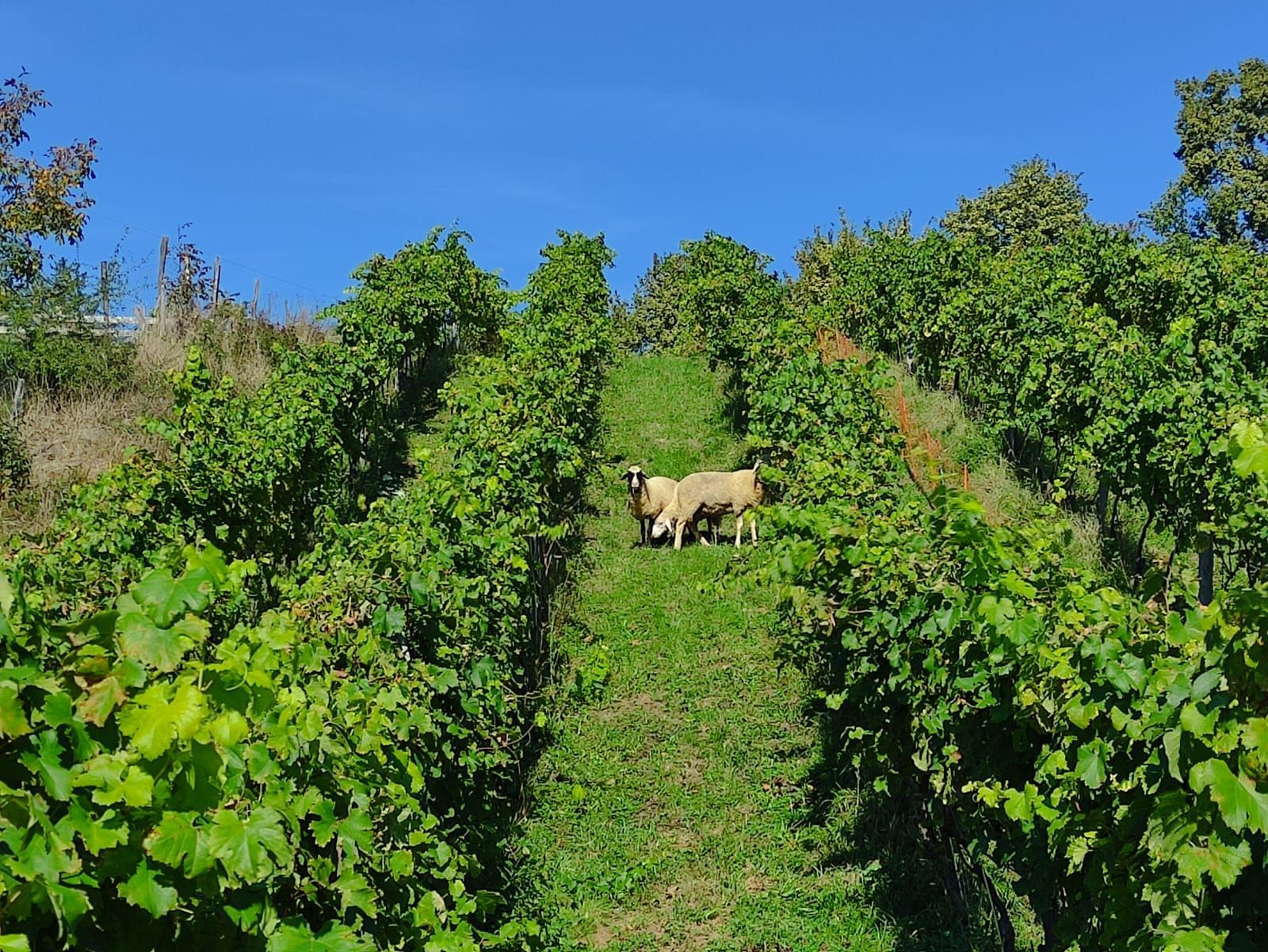 Zwei Schafe grasen in einem Weinberg mit grünen Reben unter blauem Himmel.
