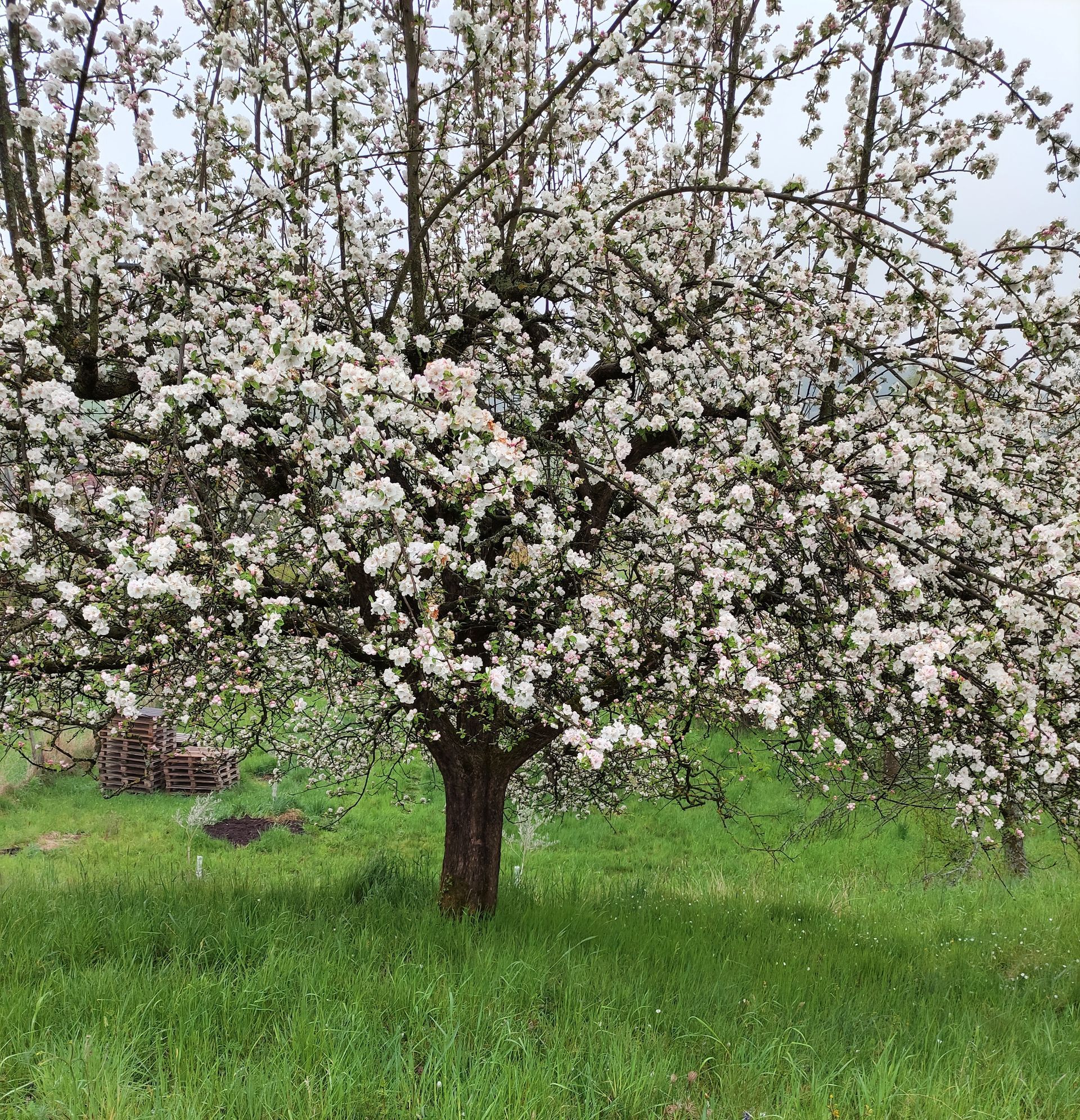 Zwei Schafe grasen in einem Weinberg mit grünen Reben unter blauem Himmel.