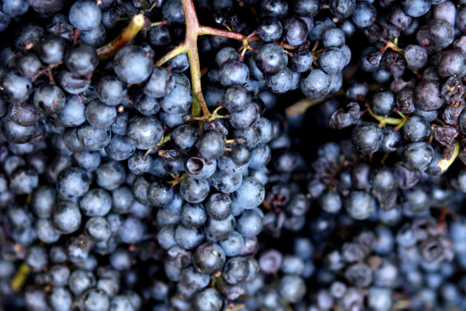 Nahaufnahme eines Haufens dunkelvioletter Trauben an Stielen, von denen einige bereits anzutrocknen beginnen.