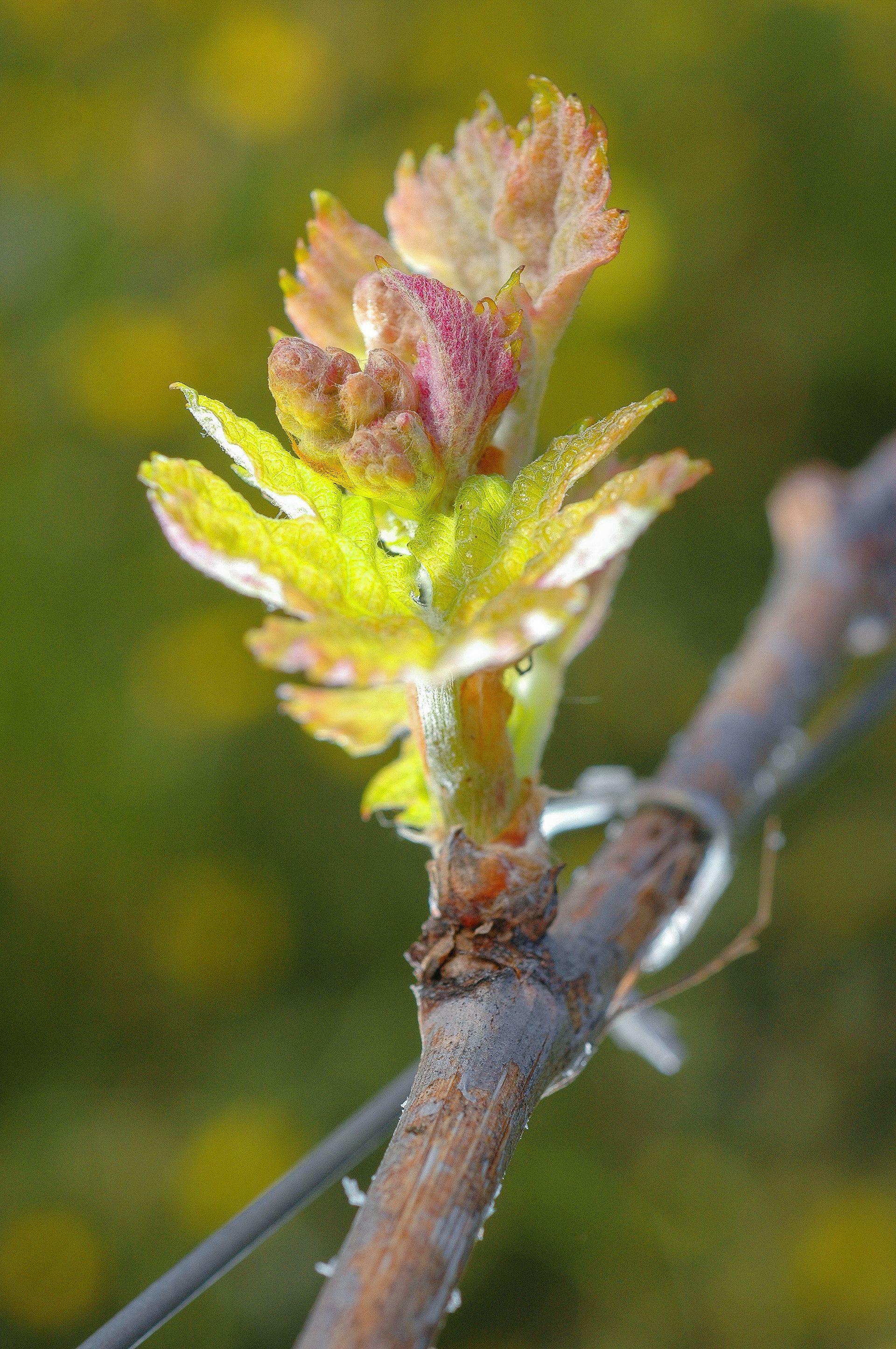 Weinrebenknospe mit neuen, gelben und rosafarbenen Blättern an einem braunen Zweig.