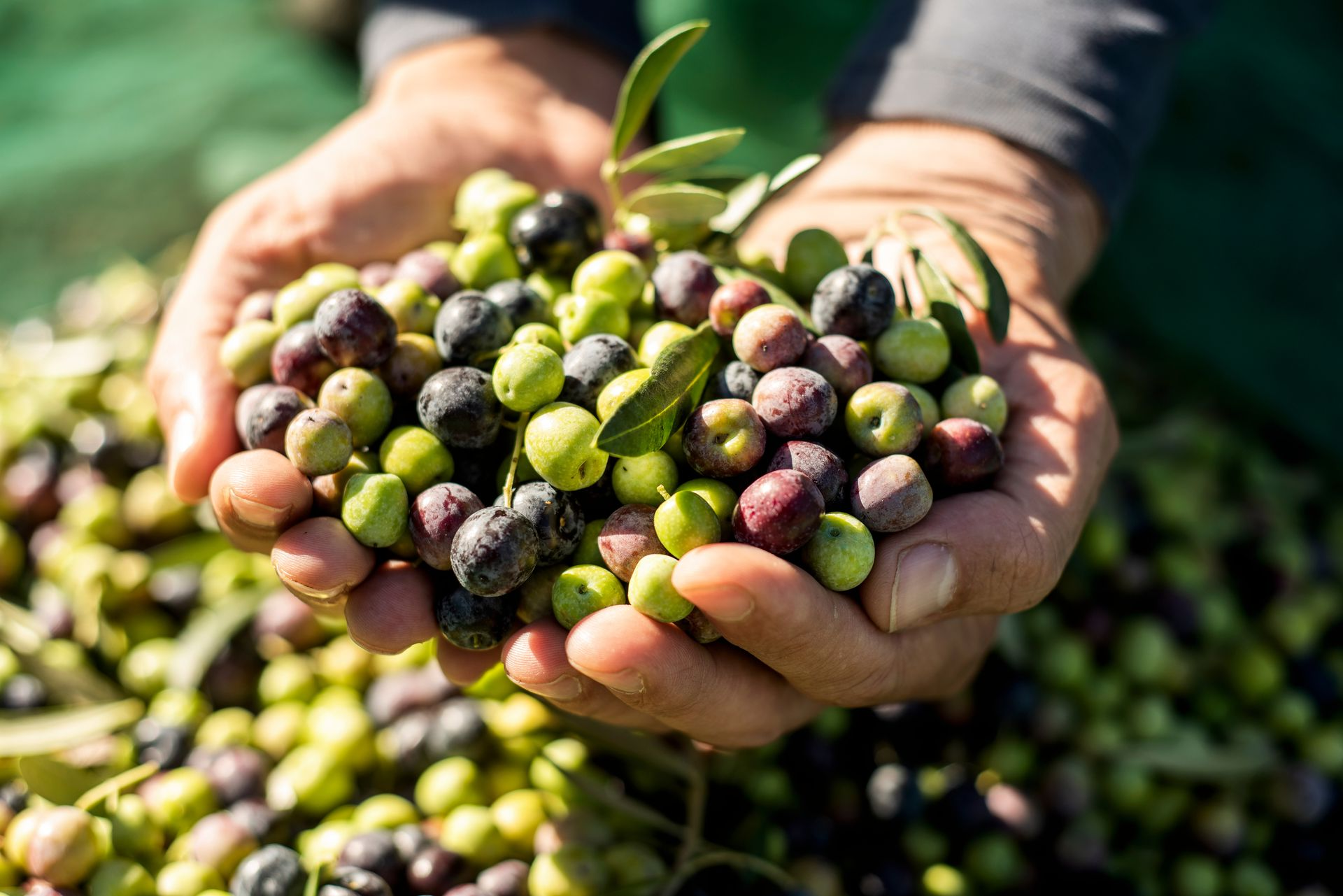 Hände, die einen Haufen grüner, violetter und schwarzer Oliven mit einigen Olivenblättern halten.