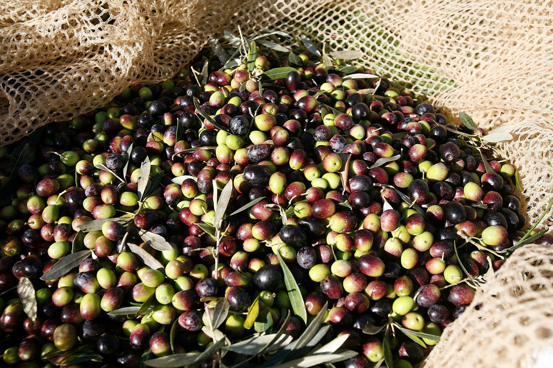 Ein Sack voller Oliven, einige grün, einige violett, mit Olivenblättern.