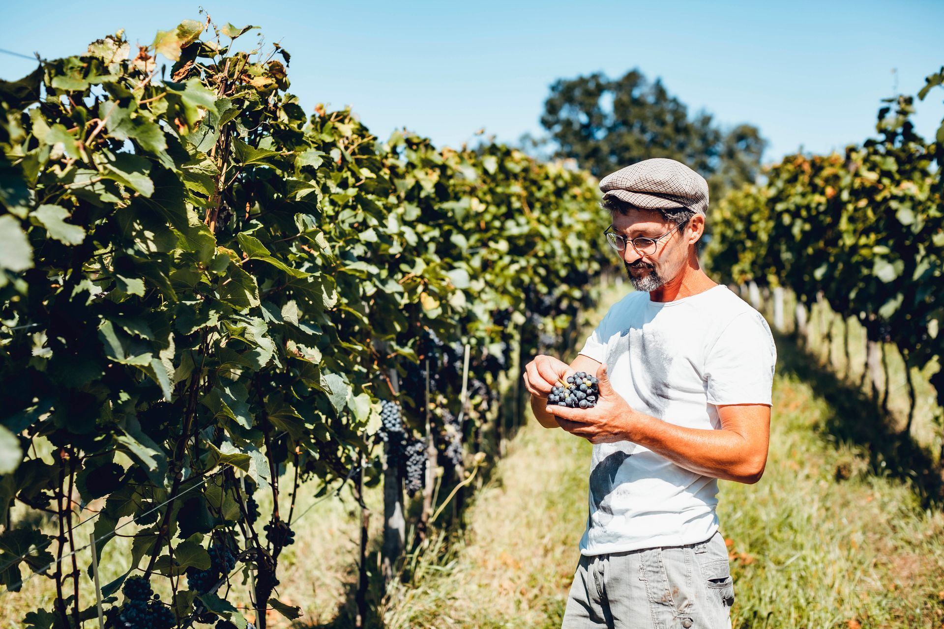Mann inspiziert an einem sonnigen Tag im Weinberg die Trauben.