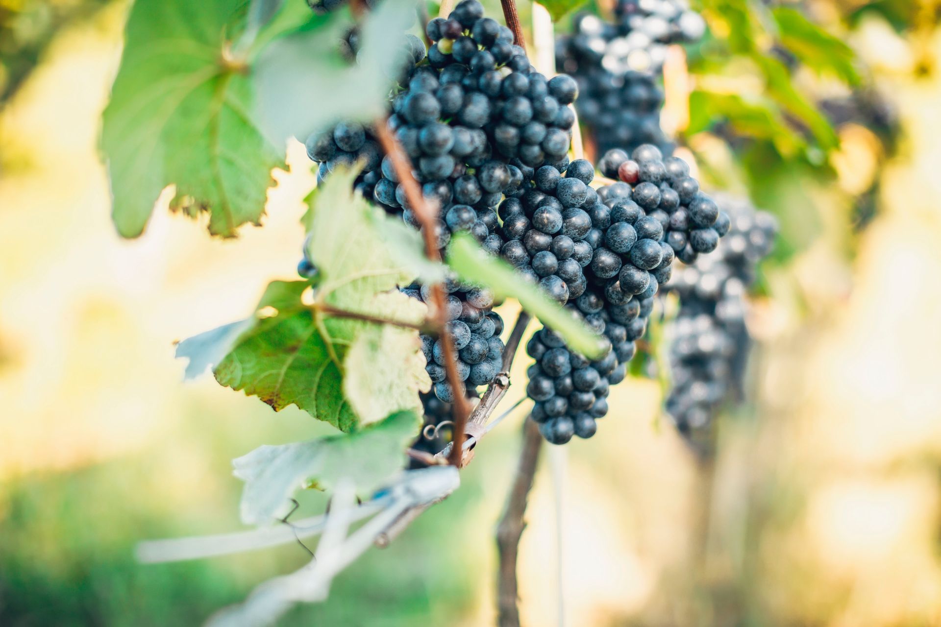 In einem sonnigen Weinberg hängen Trauben mit dunkelvioletten Beeren an einem Weinstock mit grünen Blättern.