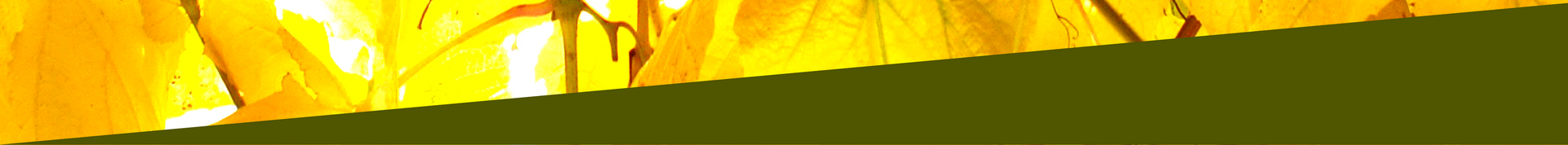 Hellgrüne, schräge Form vor verschwommenem weißen Hintergrund.