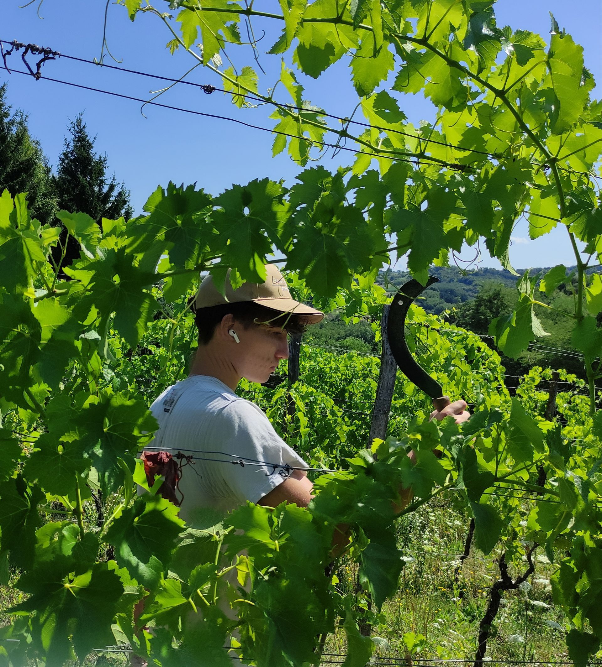 Eine Person mit Hut pflegt Weinreben in einem sonnigen Weinberg.