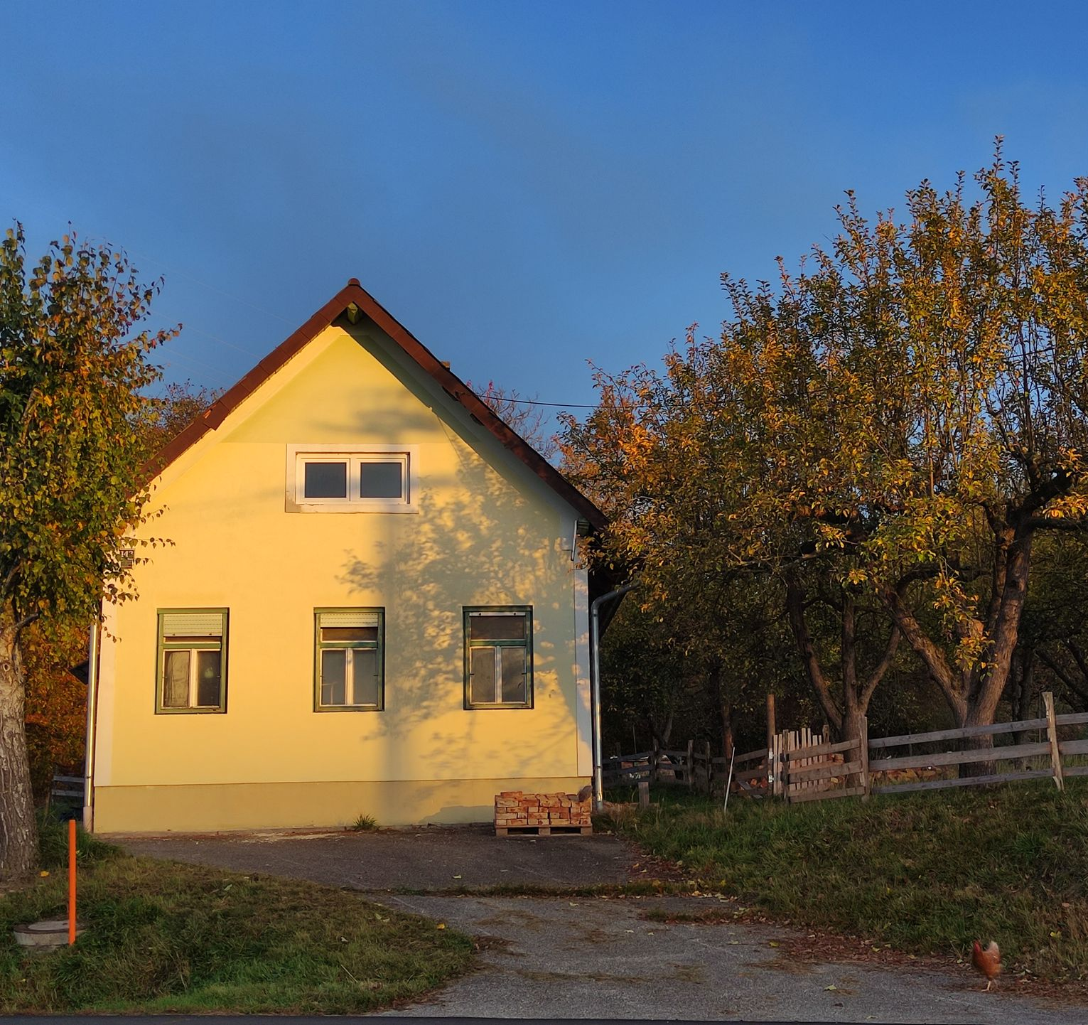 In einem sonnigen Weinberg hängen Trauben mit dunkelvioletten Beeren an einem Weinstock mit grünen Blättern.