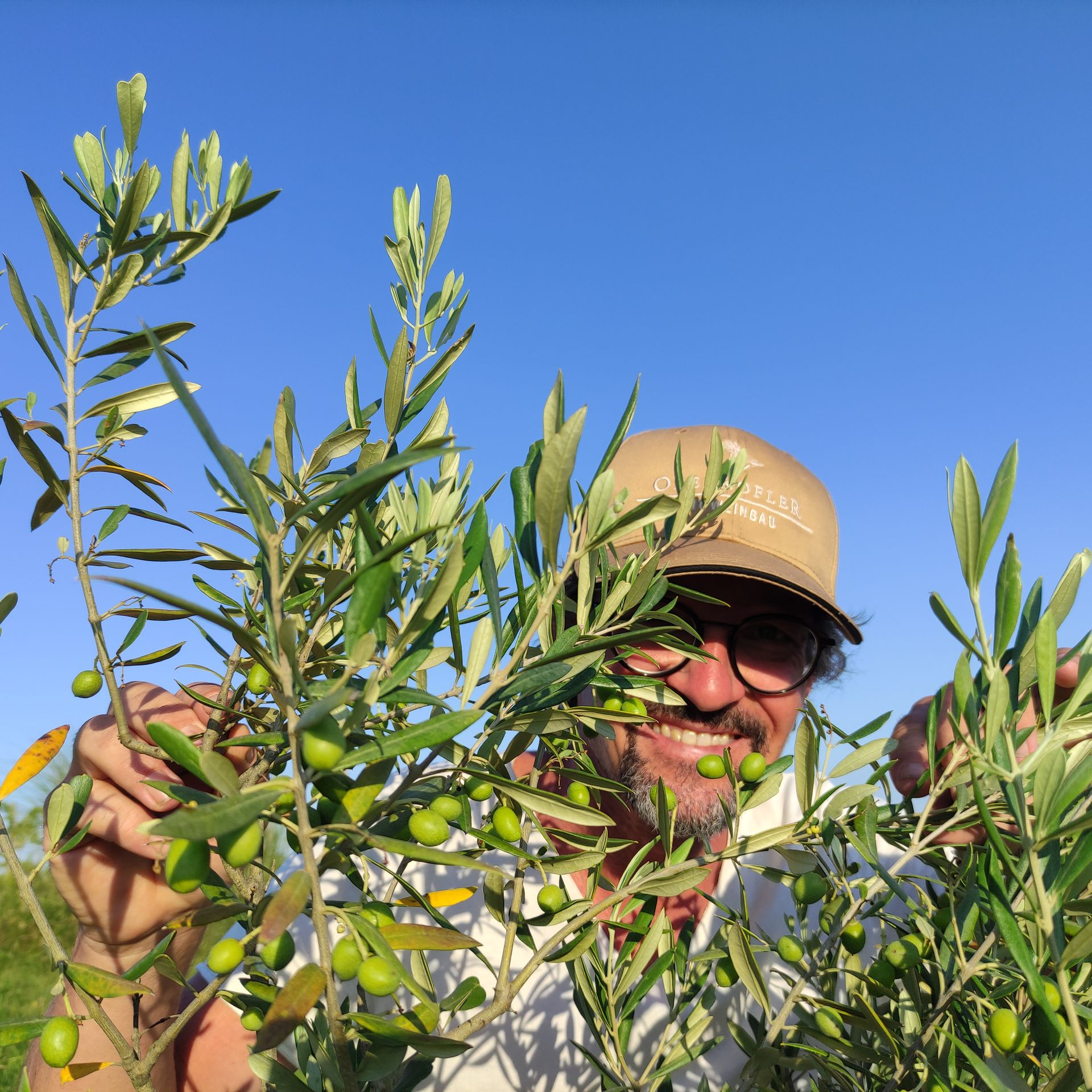 Ein Mann mit Kappe lächelt hinter Olivenzweigen mit grünen Oliven vor einem klaren blauen Himmel.
