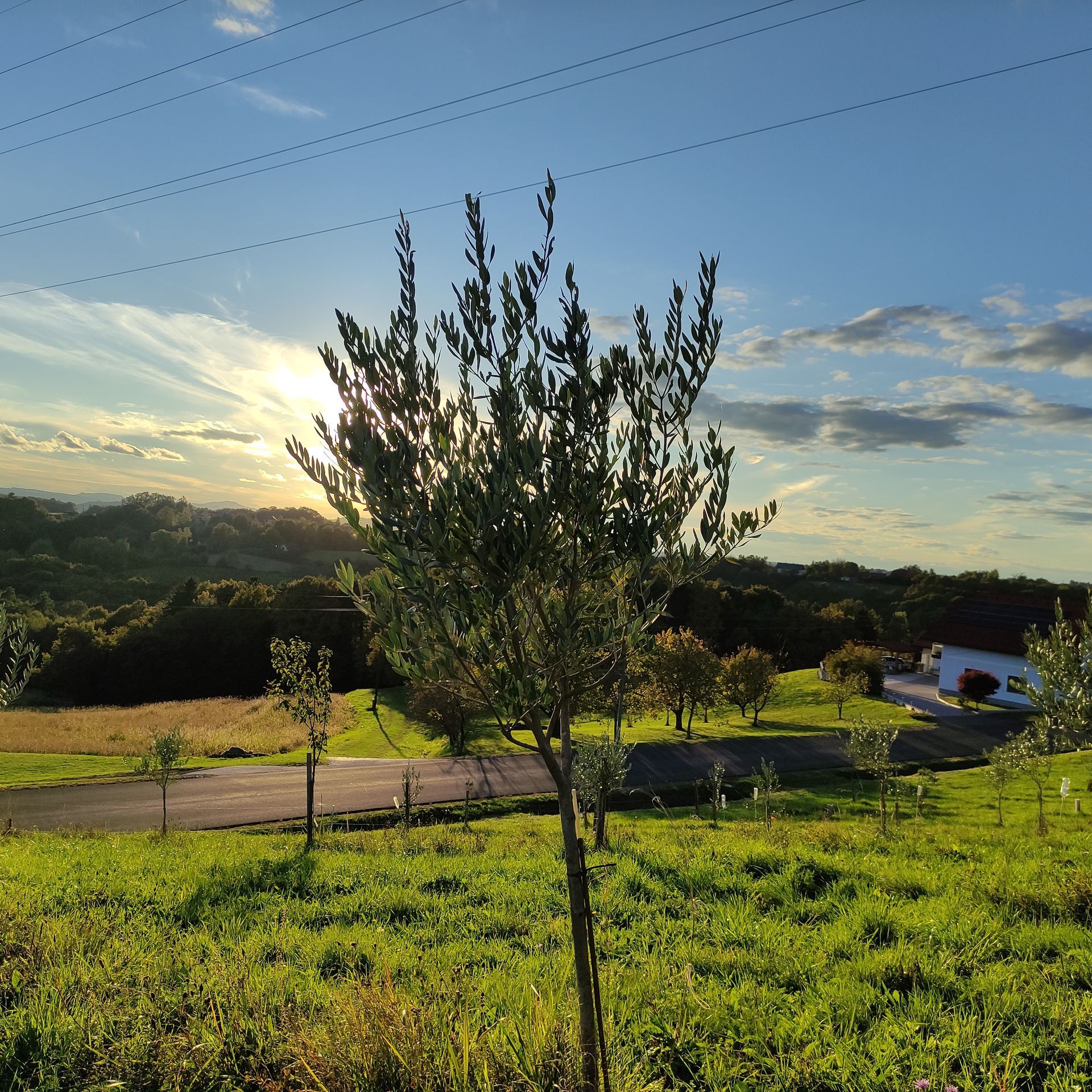Die Sonne geht hinter Bäumen unter und beleuchtet eine grasbewachsene Wiese mit einem kleinen Baum im Vordergrund.