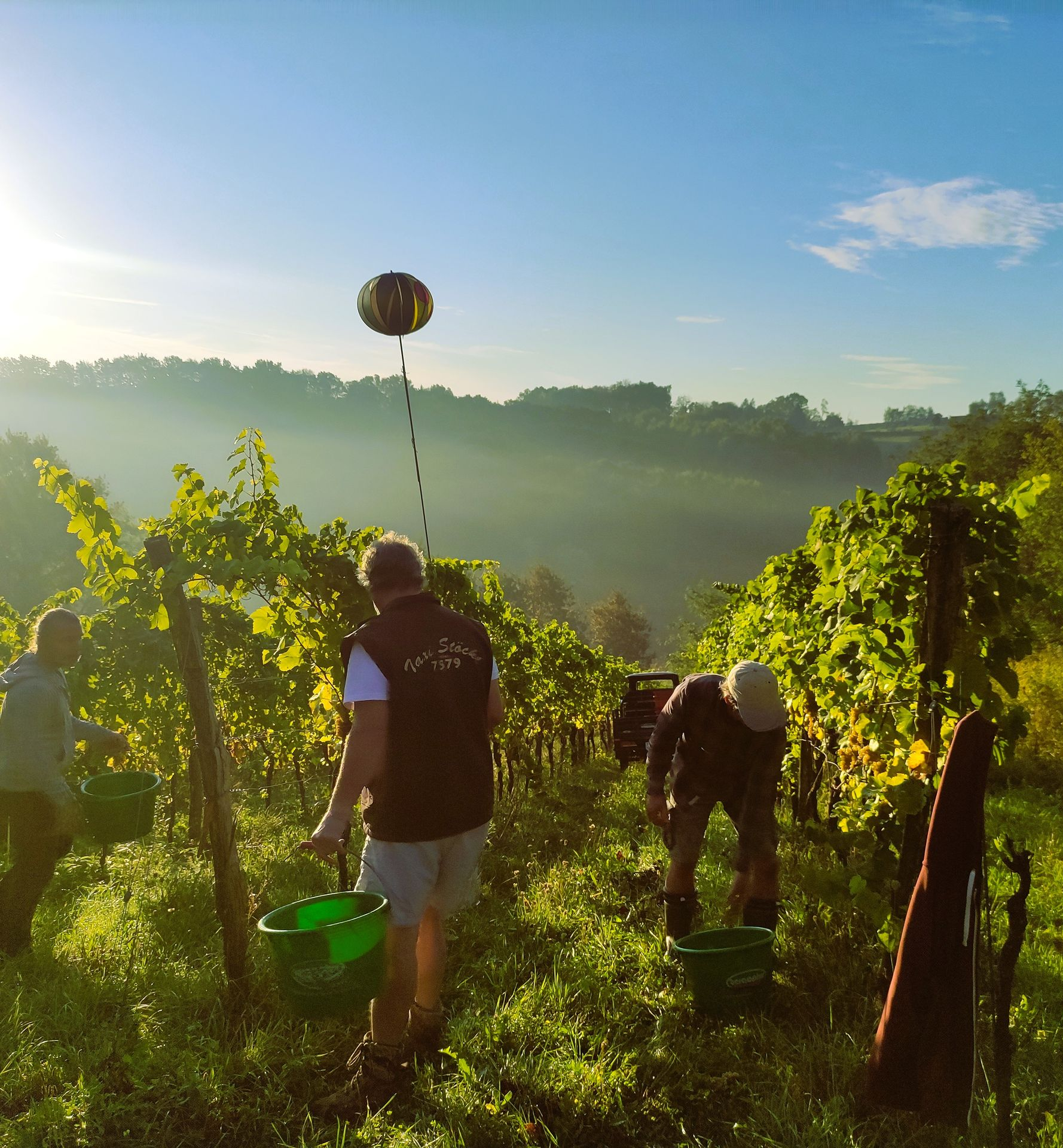 Menschen bei der Weinlese in einem Weinberg vor sonniger Hügelkulisse.