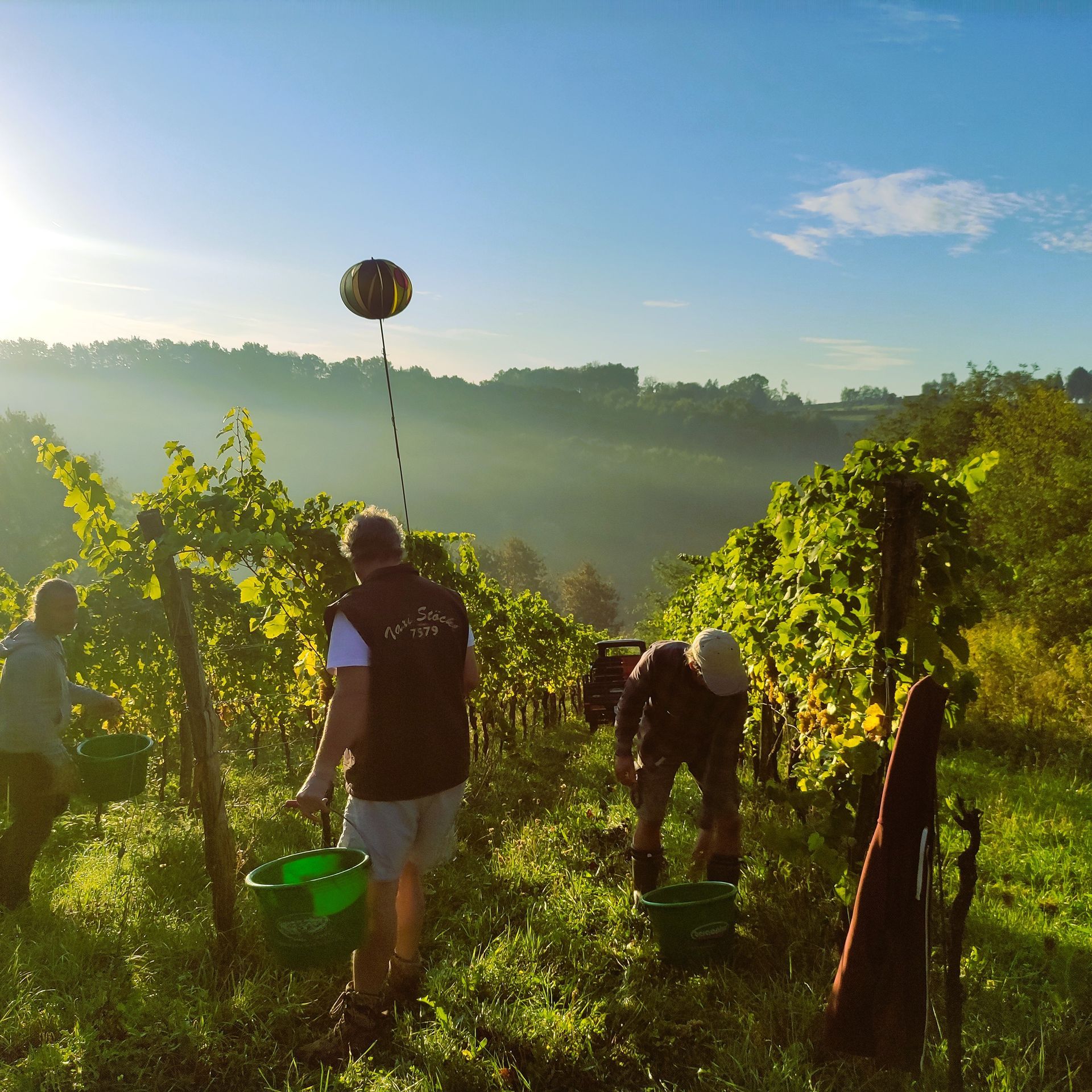 Menschen ernten Trauben in einem Weinberg an einem sonnigen Hang. Grüne Eimer, üppige Reben und ein Ballon markieren den Ort.