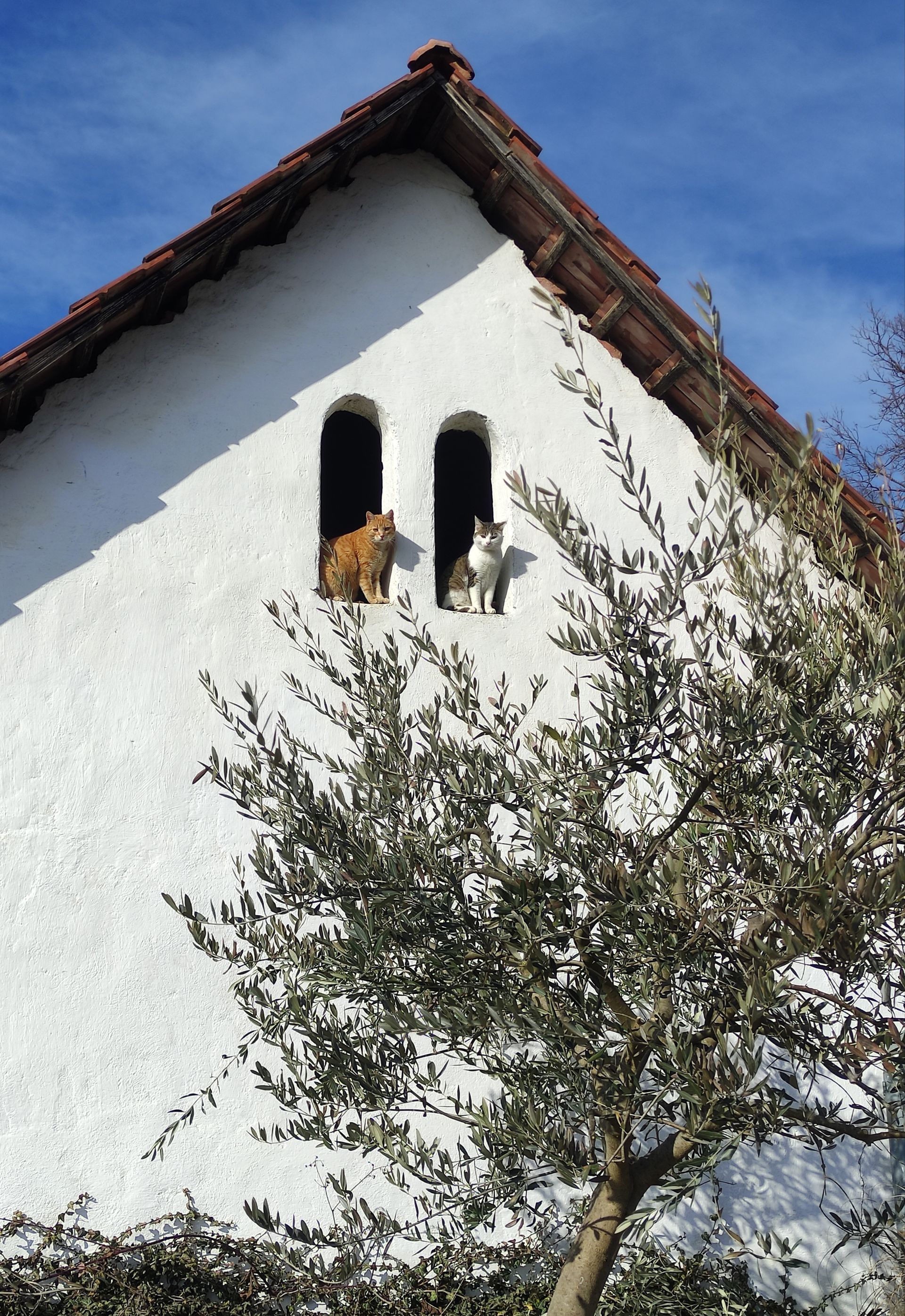 Zwei Katzen in den Bogenfenstern eines weißen Gebäudes, eine orange, die andere grau-weiß, im Vordergrund ein Baum.