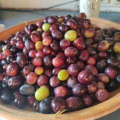 Nahaufnahme einer Schüssel gefüllt mit einer Mischung aus reifen Oliven in verschiedenen Farben, von Grün bis Lila.