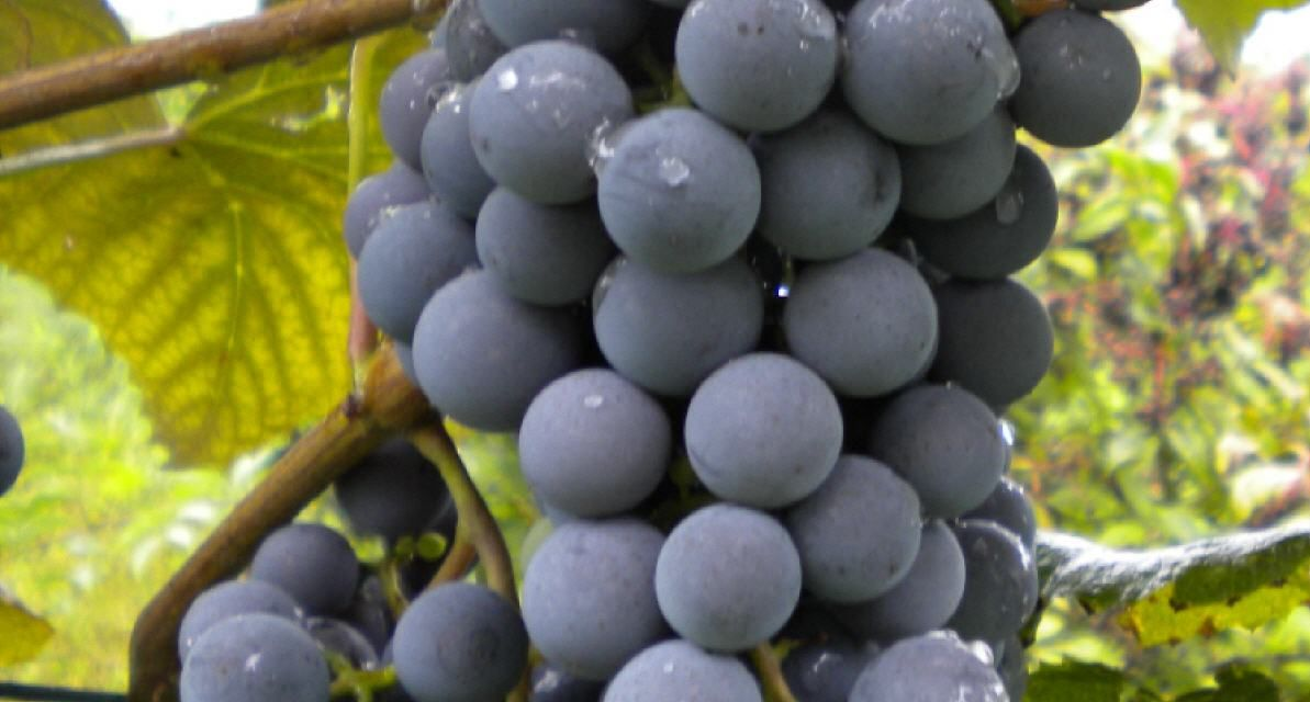 Trauben voller reifer, hellrosa Beeren hängen an einem Weinstock mit grünen Blättern in einem sonnenbeschienenen Weinberg.