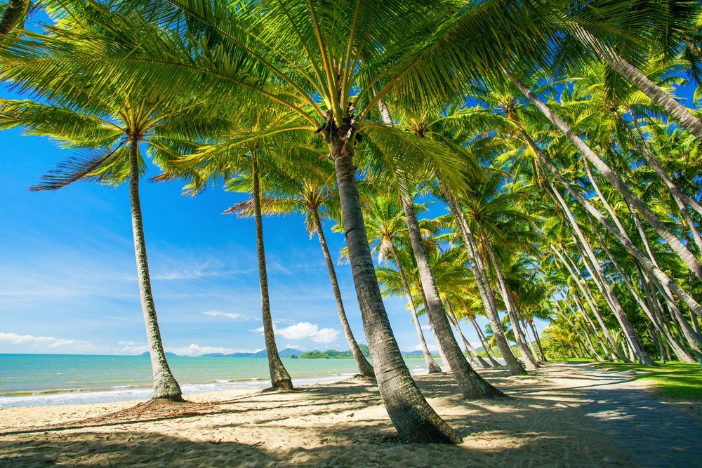 Palm Trees Line a Sandy Beach, Blue Sky Overhead — FNQ Cleaning Services in Palm Cove, QLD